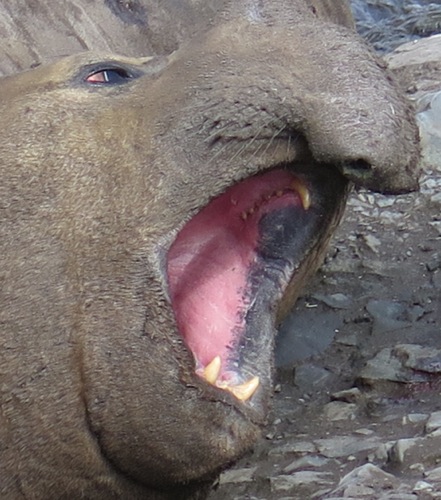 Southern elephant seal