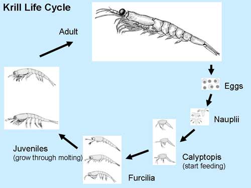 Meet the Krill