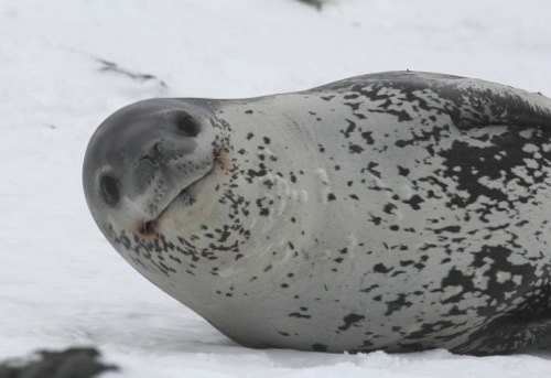 Leopard Seal