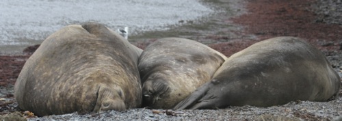 Southern Elephant Seal