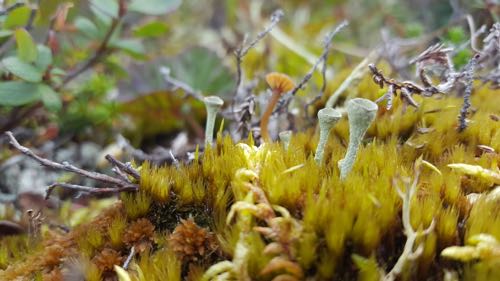 Moss and lichen