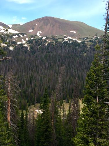 Forest Ravaged by Bark Beetle