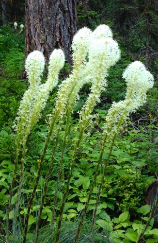 bear grass