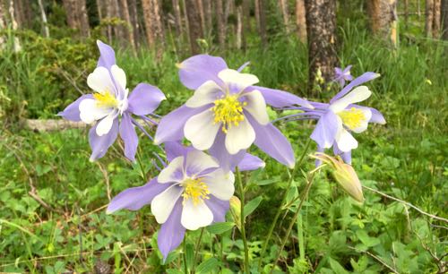 Blue Columbine