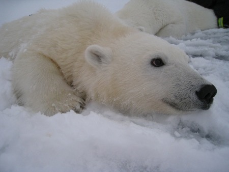 polar bear cub