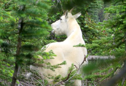 Mountain Goat