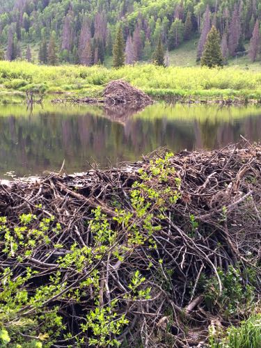 Beaver dam