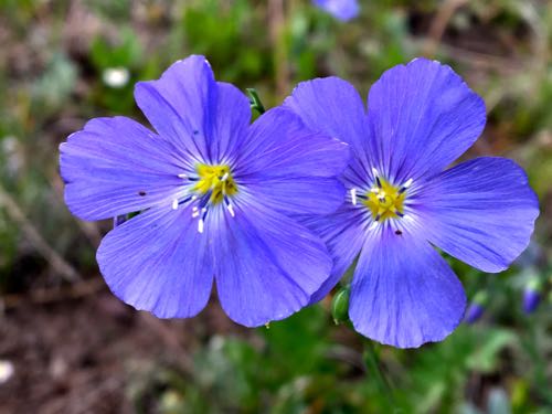 Blue flax