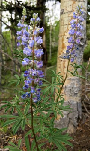 Blue-Pod Lupine