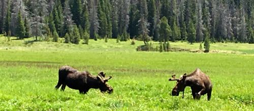 Male Moose Again