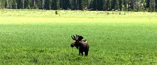 Male Moose