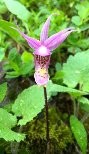 Calypso Orchid