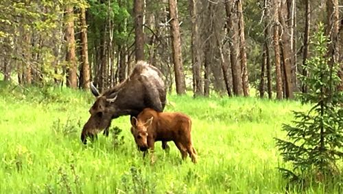 Mama and calf