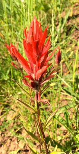 Scarlet Paintbrush