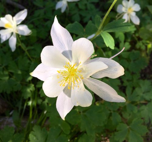 Coville Columbine