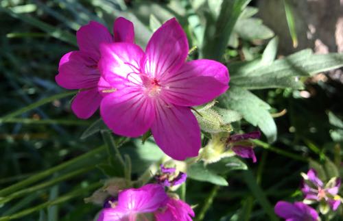 Sticky Geranium