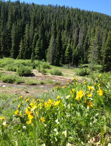 Field of Yellow