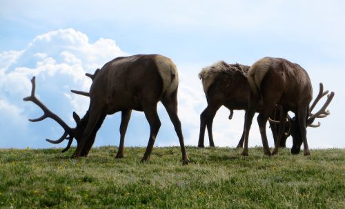 Elk