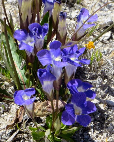 Unknown Violet Flower