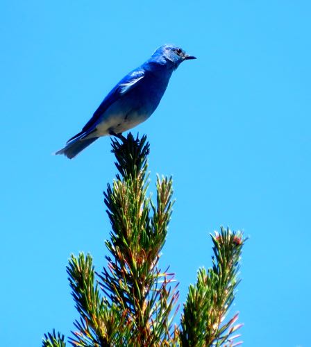 Mountain Blue Bird