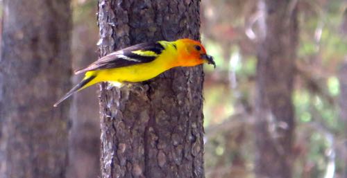 western tanager