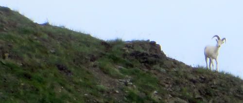 Dall Sheep