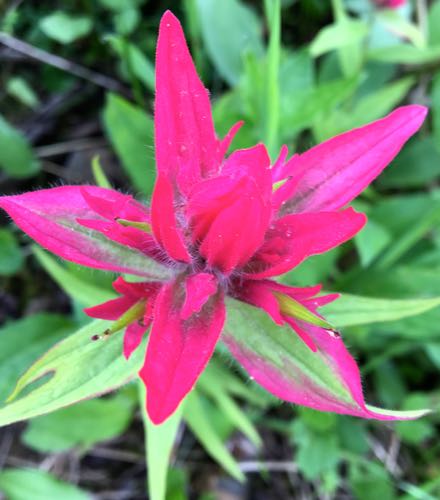 Scarlet Paintbrush