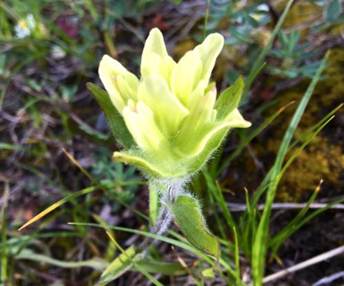 Sulfur Paintbrush