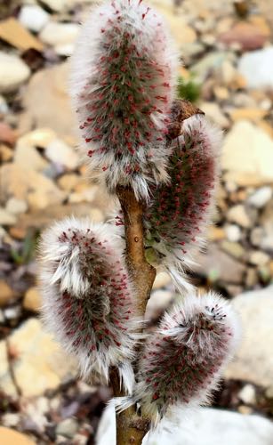 Willow Catkin