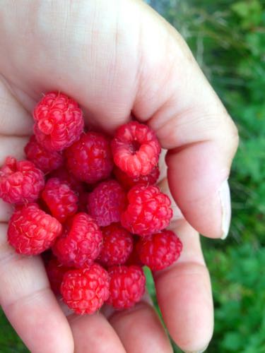 Raspberry Patch