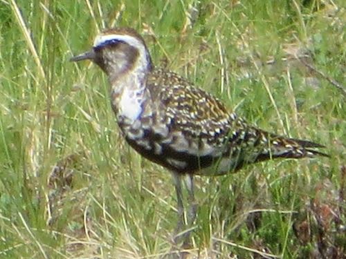 Golden Plover