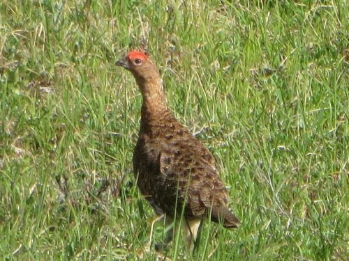 Rock Ptarmigan