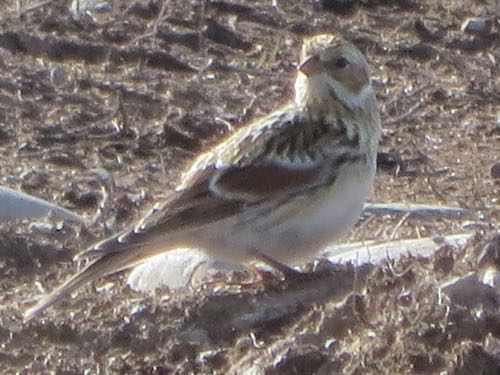 Snow Bunting