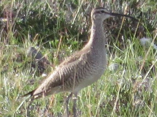 Whimbrel