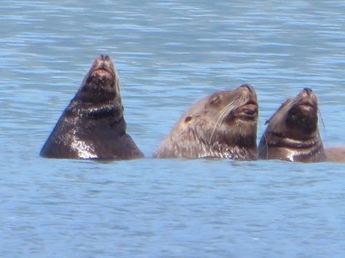 Sea Lion So Full 