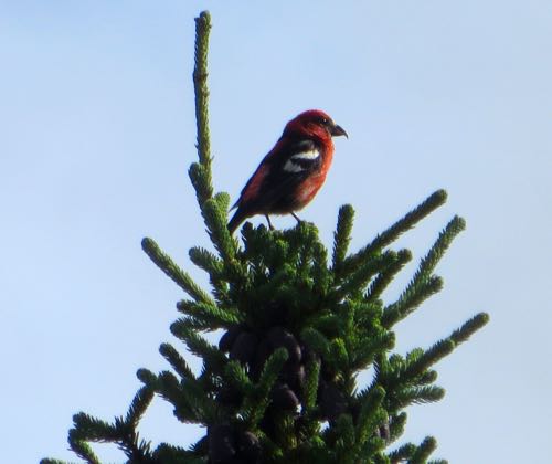 Crazy Crossbill