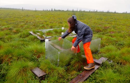 Meghan Taylor Moving Chamber