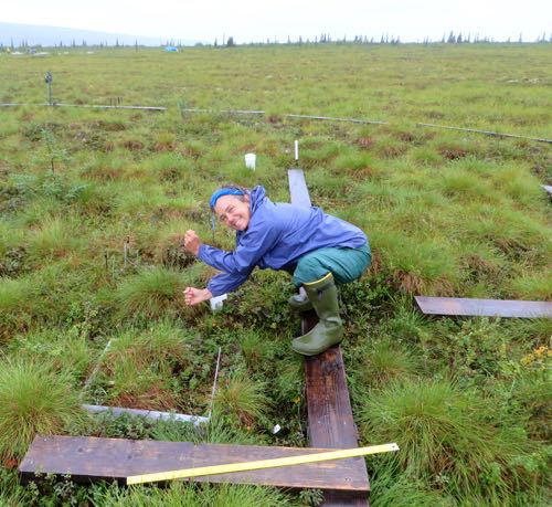 Thin Rod Forced into Tundra