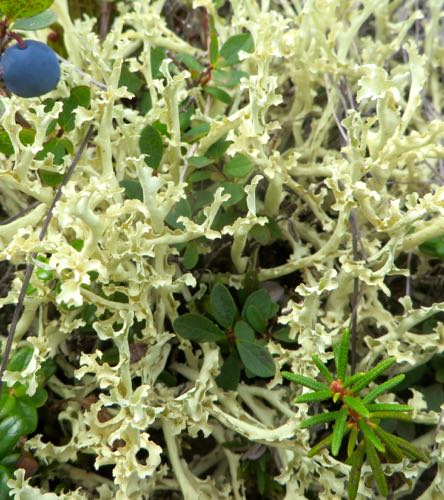 A fruticose Lichen - maybe this is foam lichen?