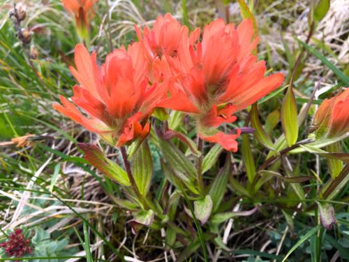 Castilleja augustafolia