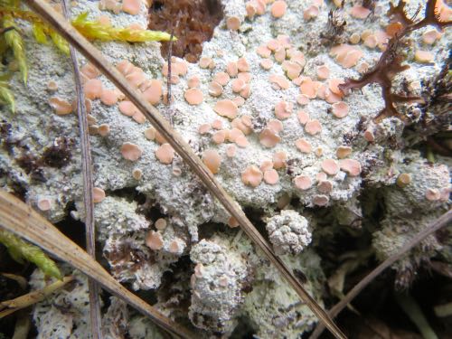 A Crustose Lichen called Fairy Barf!