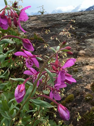 Dwarf FIreweed