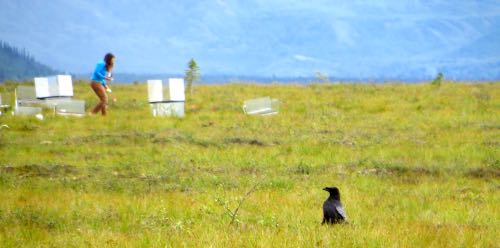 Raven Visitor