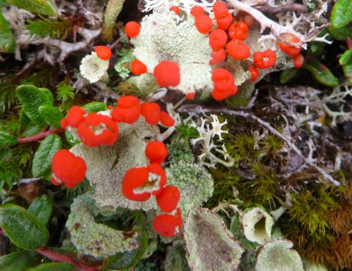 Toy Soldier Lichen