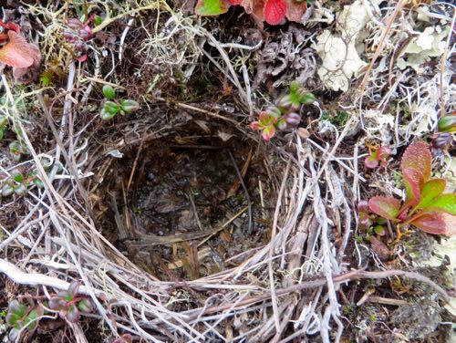 Bird Nest Snuggled in the Tundra