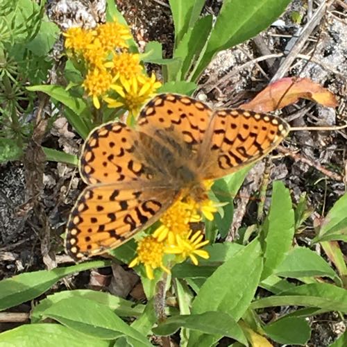 Fritillery Butterfly