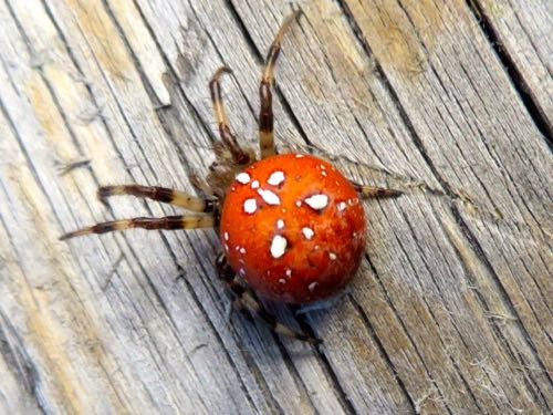 Tundra Spider