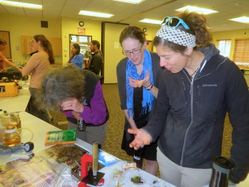 Denali visitors enjoying sphagnum moss