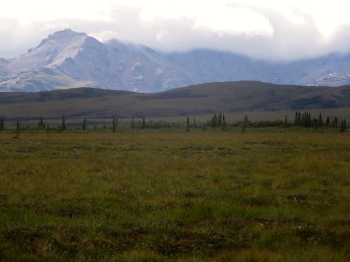 Tundra landscape