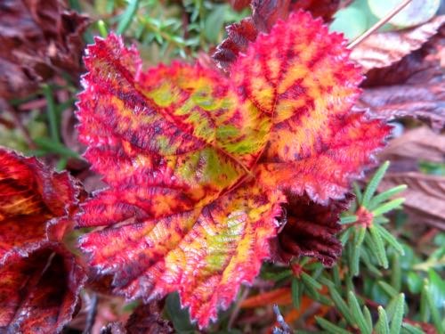 Rubus leaf